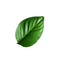 leave